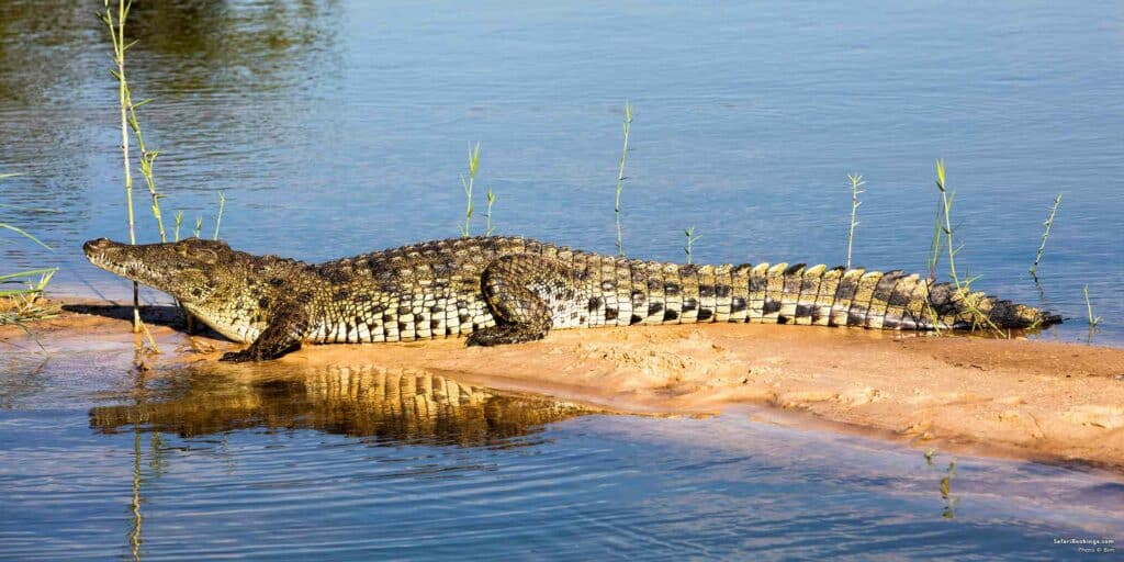 The Powerful Bite: 10 Animals with the Strongest Jaws 2 00 5 Fascinating Facts About the Nile Crocodile BW header1200px