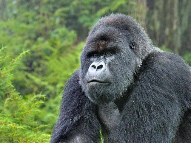 The Powerful Bite: 10 Animals with the Strongest Jaws 8 17l7fosr27 Mountain Gorilla Silverback WW22557