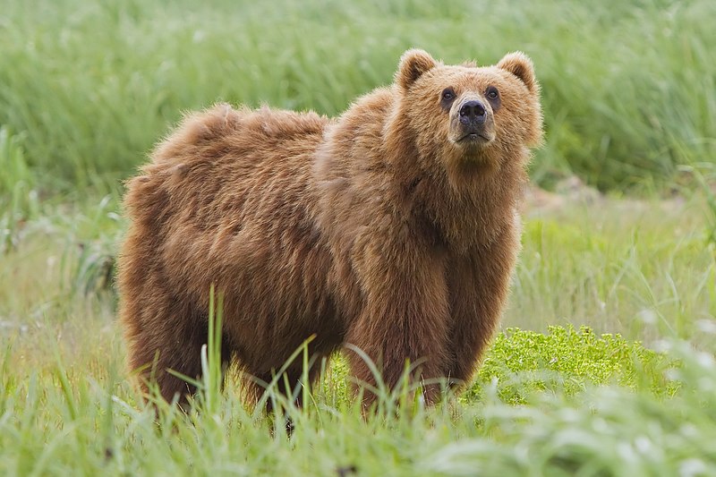 The Powerful Bite: 10 Animals with the Strongest Jaws 10 2010 kodiak bear 1