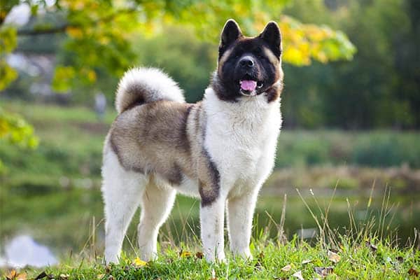 The Top 10 Most Loyal Dog Breeds: Protective and Forever Faithful 2 Akita standing outdoors in the summer