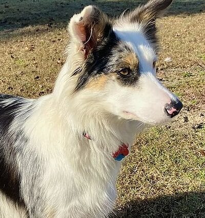 Blue Merle Border Collie. Female edited