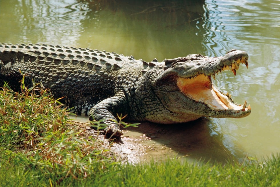 The Powerful Bite: 10 Animals with the Strongest Jaws 3 GettyImages 123529247 2a29d6c