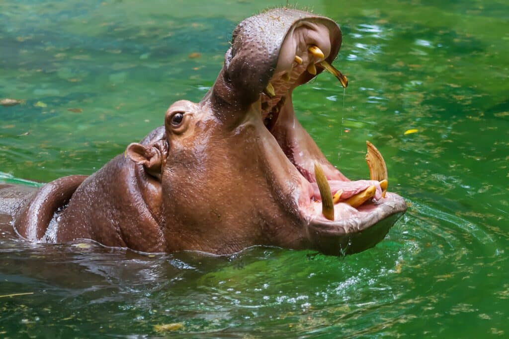 The Powerful Bite: 10 Animals with the Strongest Jaws 5 GettyImages 487217008 e2073b9