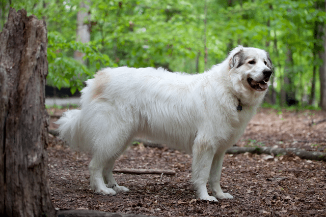 The Top 10 Most Loyal Dog Breeds: Protective and Forever Faithful 2 Great Pyrenees Mountain Dog 2