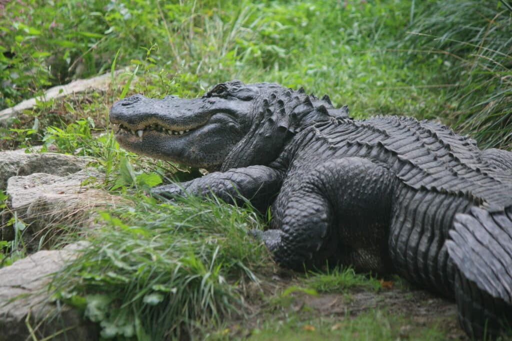 The Powerful Bite: 10 Animals with the Strongest Jaws 4 IMG 1834 scaled 1