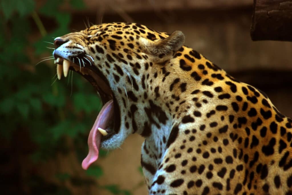 The Powerful Bite: 10 Animals with the Strongest Jaws 6 Panthera onca at the Toronto Zoo 2