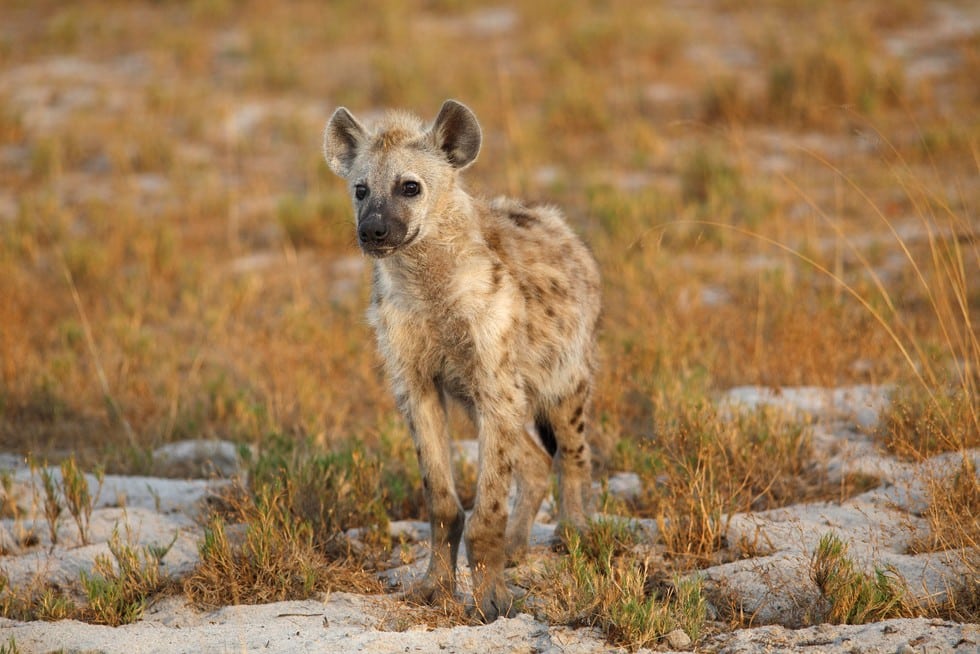 The Powerful Bite: 10 Animals with the Strongest Jaws 11 Spotted hyena. GettyImages 900274264 24f3be6