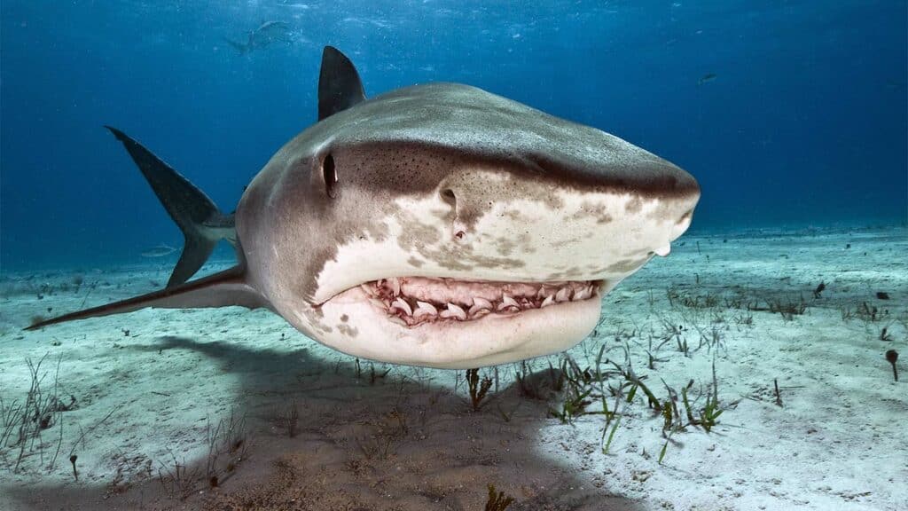 The Powerful Bite: 10 Animals with the Strongest Jaws 7 most dangerous shark update